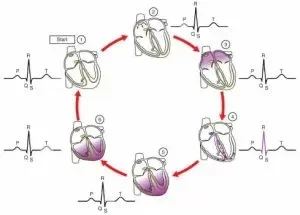 ciclo_ecg-300x215.webp