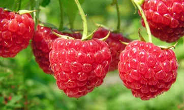 Arduino Raspberry Espressif LabMaker IA web