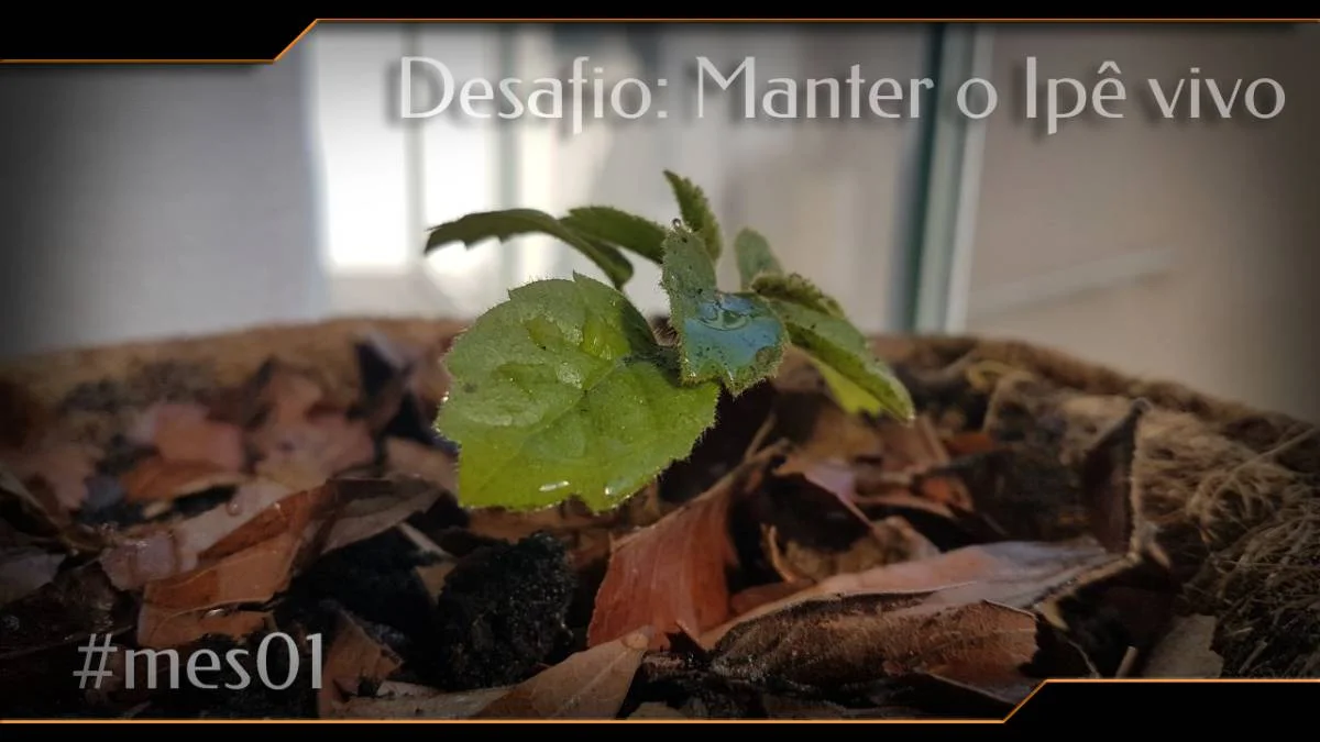 Experimento: Bonsai de Ipê
